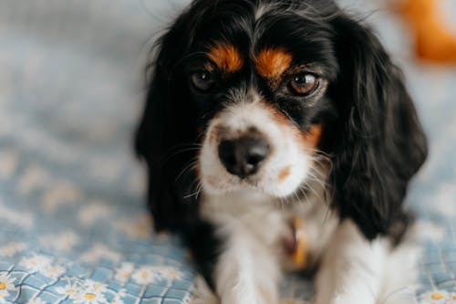 Foto d'estoc gratuïta de animal, caní, Cavalier King Charles Spaniel