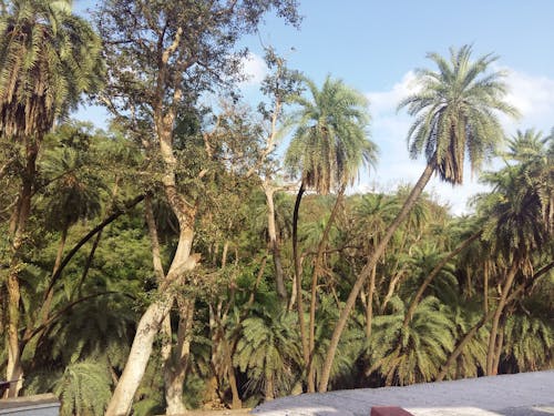 Бесплатное стоковое фото с дерево, зеленый, кокосовая пальма