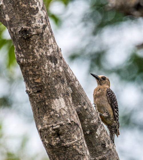 Close-Up Shot of a Woodpecker 