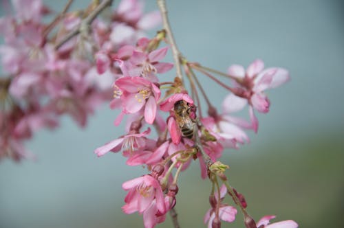 Photos gratuites de abeille, bourgeons, branche