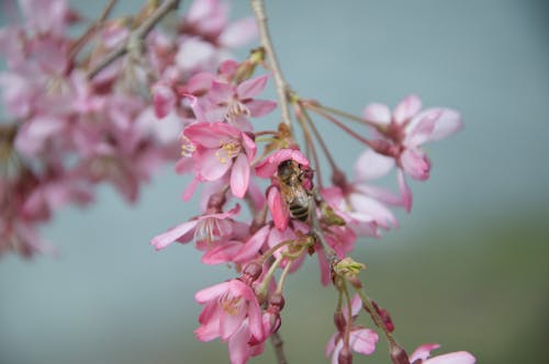 Gratis arkivbilde med årstid, bie, blomst bakgrunn