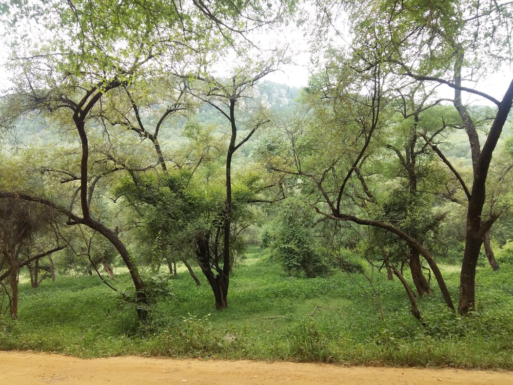 무료 나무, 녹색, 야생의 무료 스톡 사진