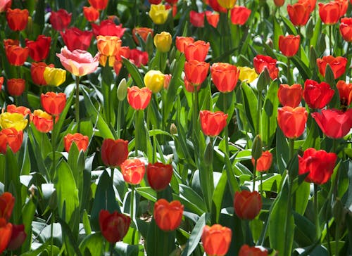 Ilmainen kuvapankkikuva tunnisteilla kasvikunta, kevät, kukat