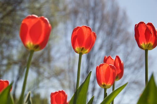 Free Close Up Photo of Red Tulips in Bloom Stock Photo