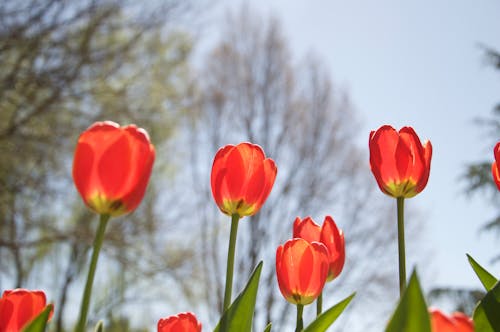 Free Close-Up Photo of Blooming Red Tulips Stock Photo