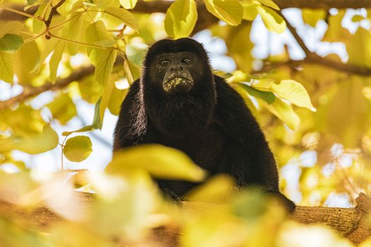 Howler Monkey on a Tree