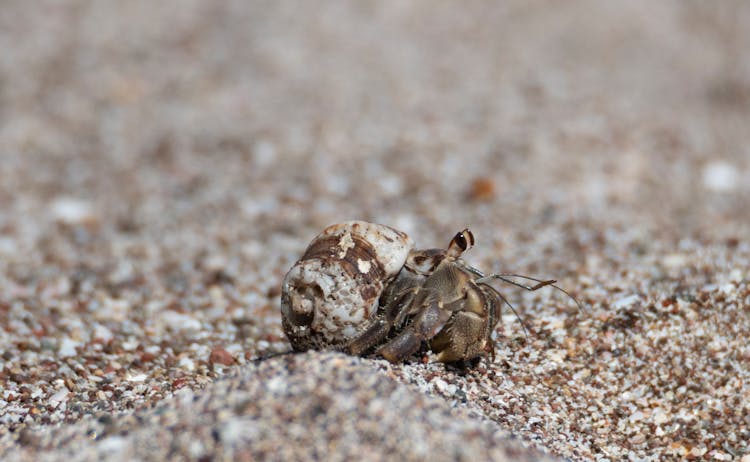 Close Up Photo Of A Hermit Crab