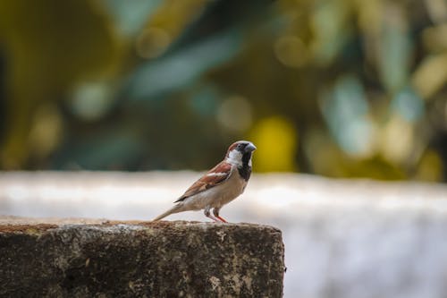 Foto stok gratis bangsa burung, binatang, burung