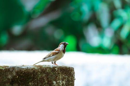 Bird in Close Up Photography