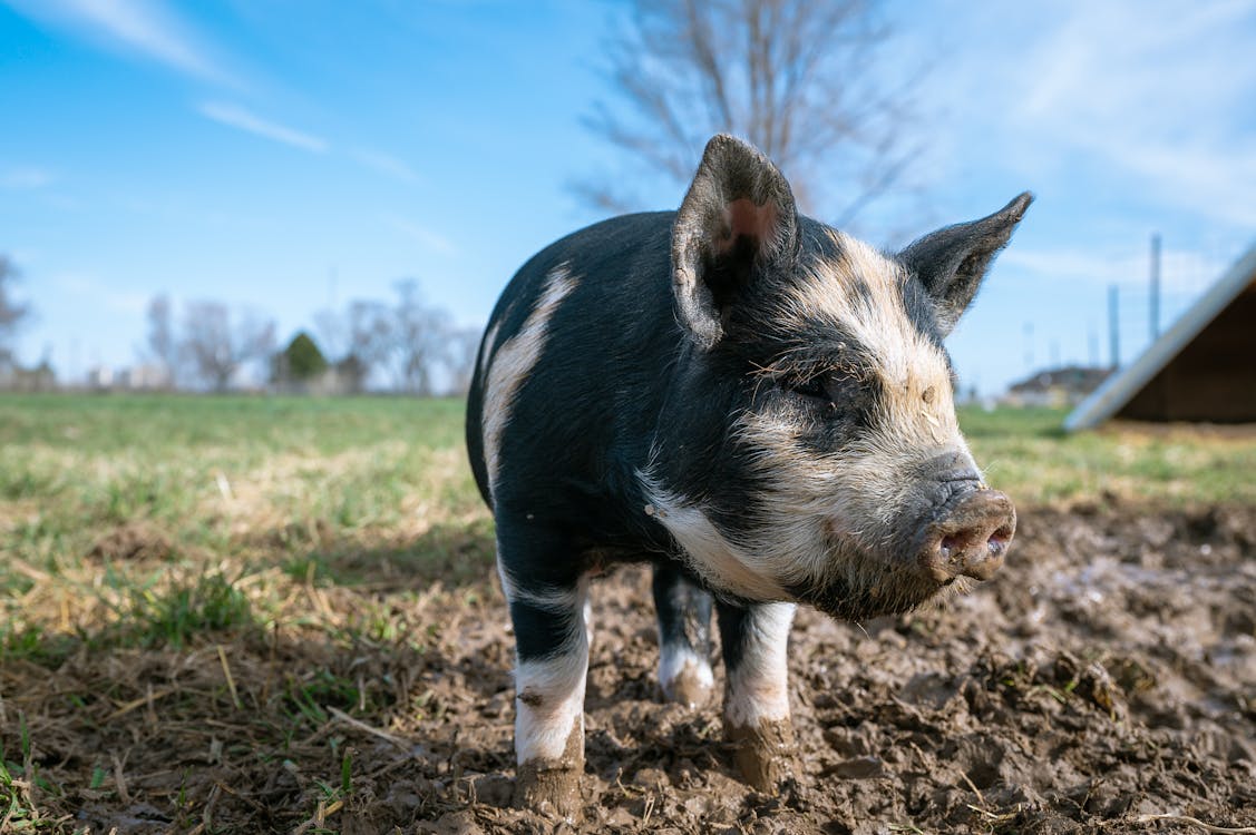 Little spotted black piglet with dirty muzzle standing in field under cloudless blue sky in countryside in sunny day