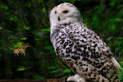Free Close-Up Photo of a Snowy Owl Stock Photo