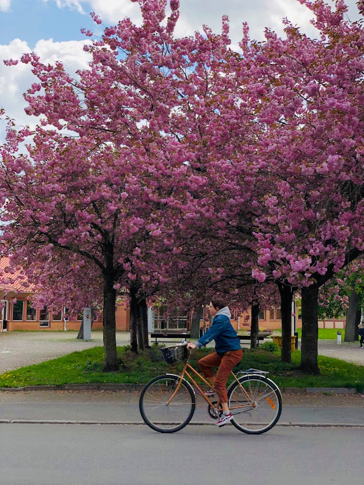 A Person Riding A Bike Passing Cherry Blossom Trees