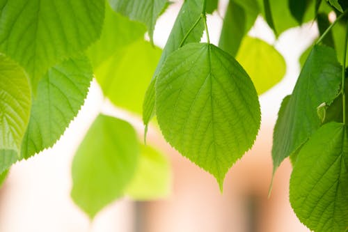 Free Close-Up Photo of Green Leaves Stock Photo