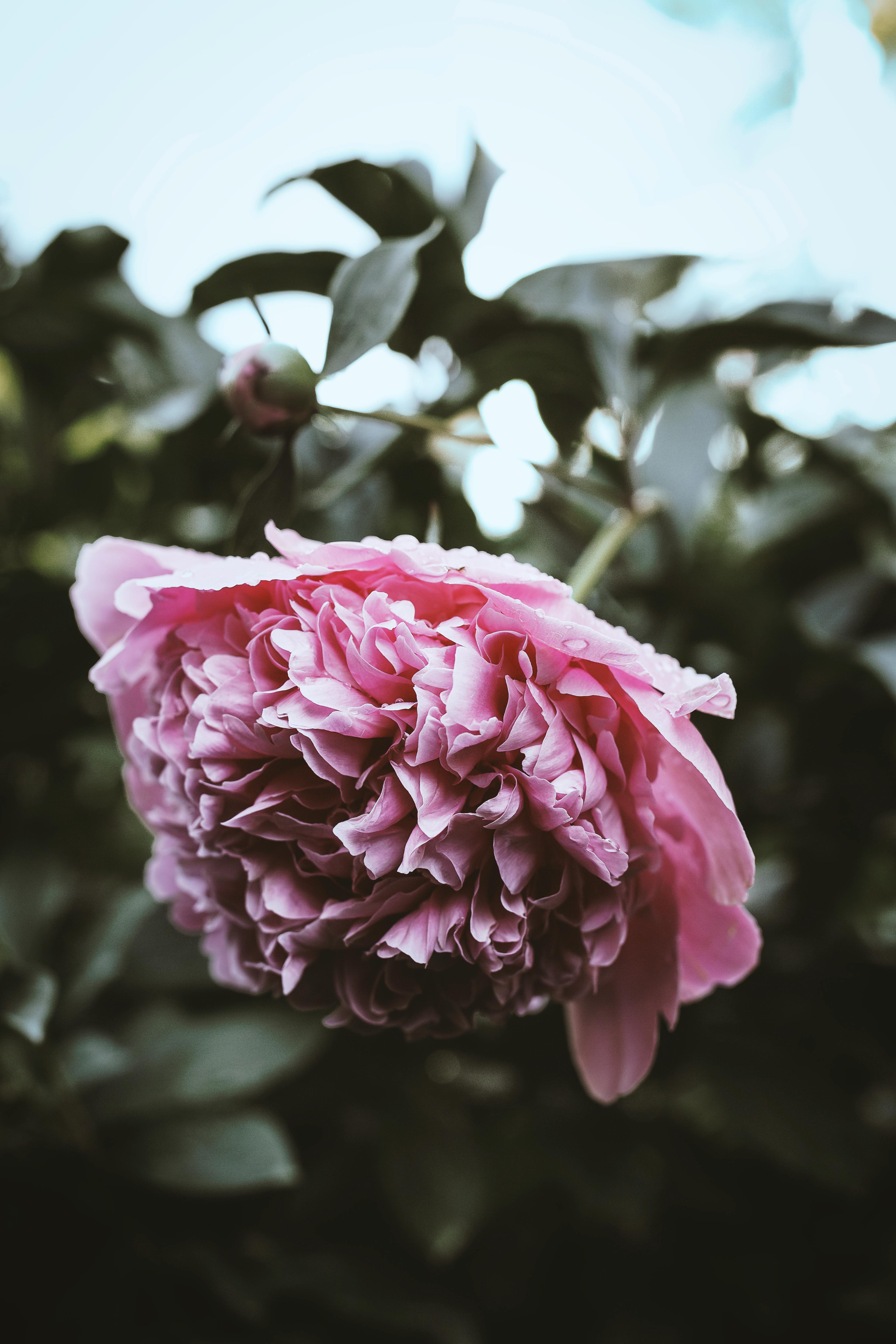 selective focus photo of a pink peony flower in bloom