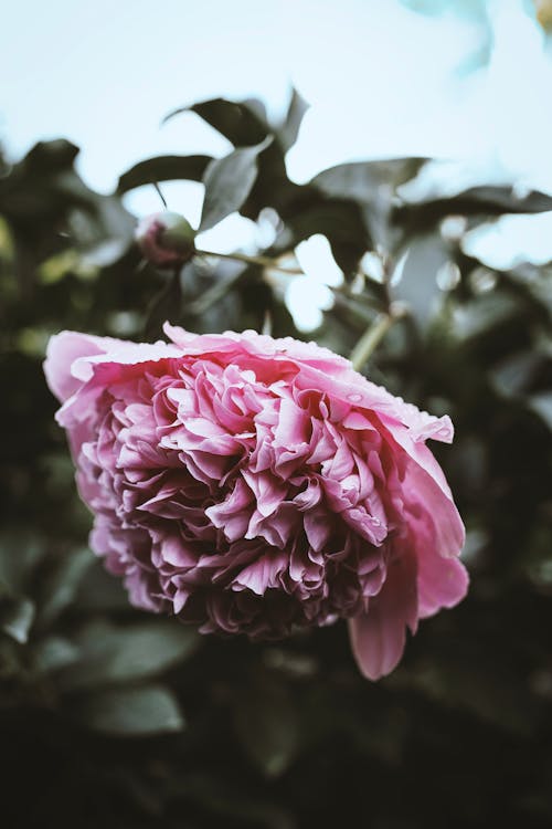 Free Selective Focus Photo of a Pink Peony Flower in Bloom Stock Photo