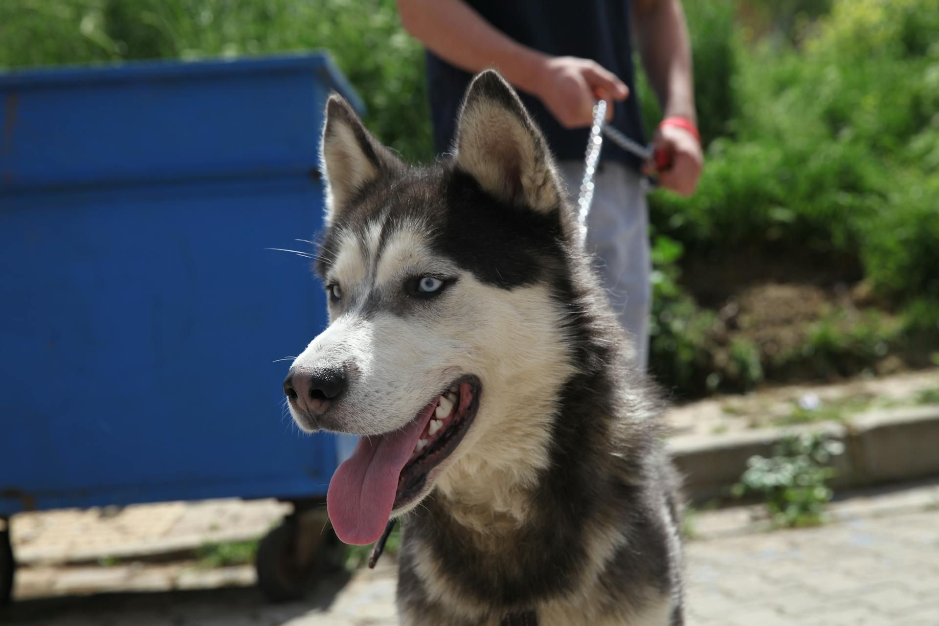 Selective Focus Photo of a Black and White Siberian Husky