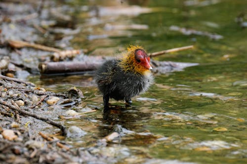 Free Bird Standing on Shallow Water Stock Photo