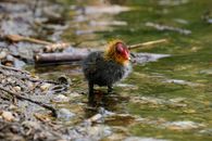 Bird Standing on Shallow Water