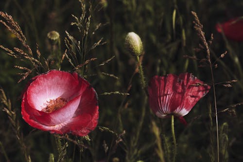 Бесплатное стоковое фото с красные цветы, маки, опиум