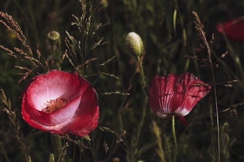 Red Flowers in Close Up Photography