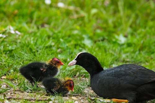 Waterfowls Lying on Grass