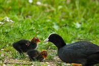 Free stock photo of animal, aquatic animals, babies