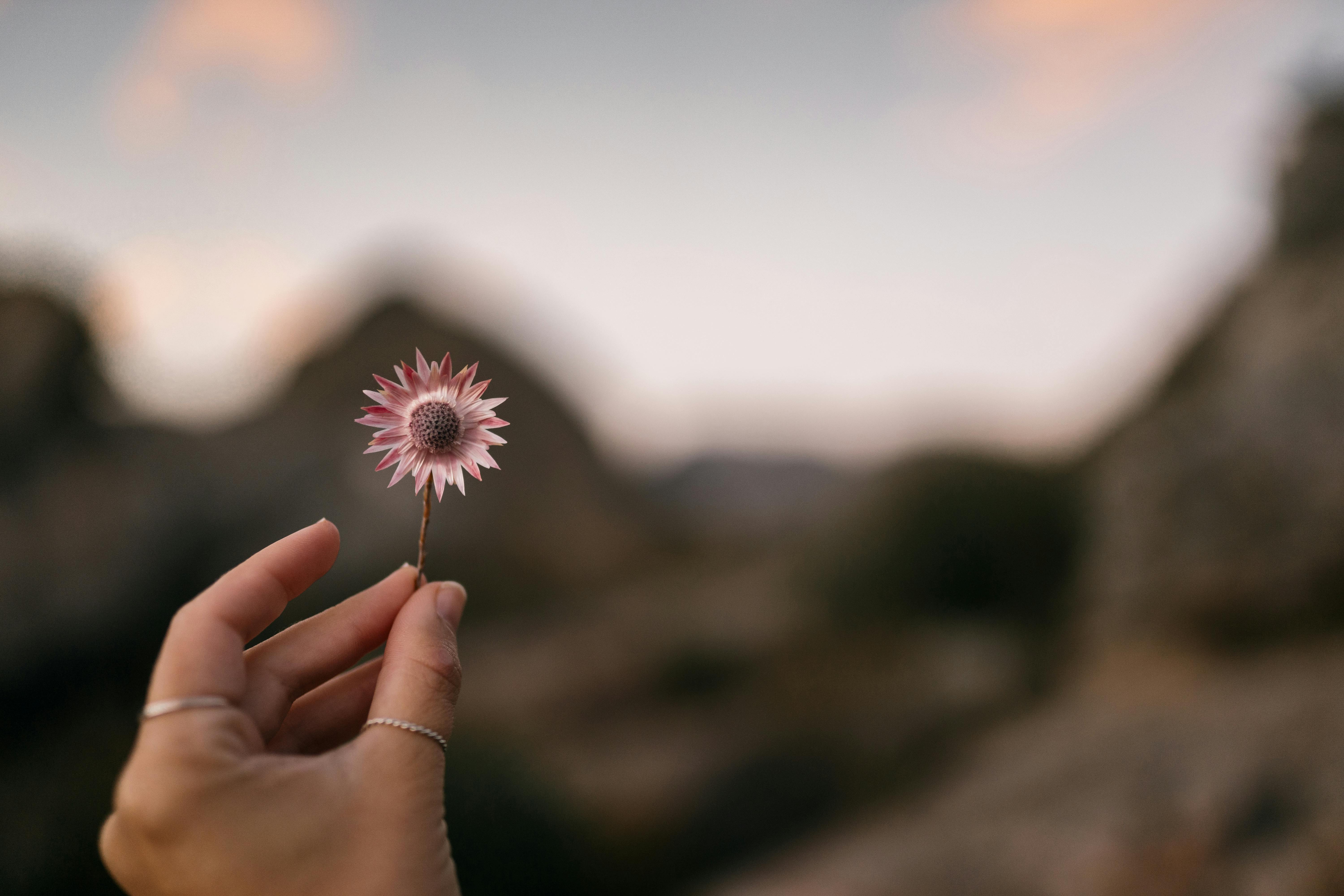 Person Holding Purple Flower