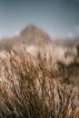 Brown Wheat Field