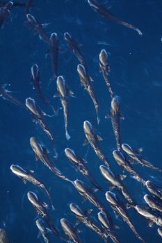 Dynamic image of a school of fish swimming together in clear blue water, showcasing marine life.