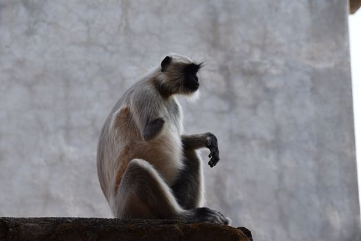 Close-up image of a gray langur sitting on a wall with a neutral background.