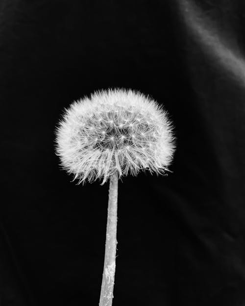 Gratuit Imagine de stoc gratuită din a închide, alb-negru, floră Fotografie de stoc