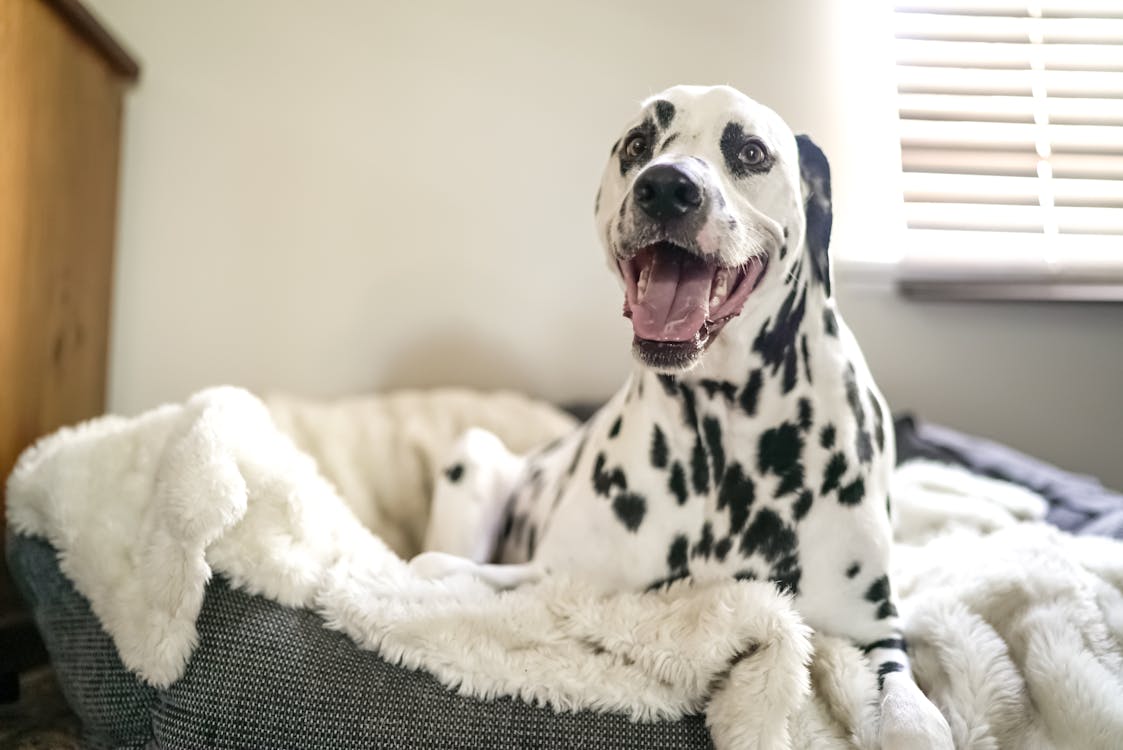 Dalmatian on Pet Bed