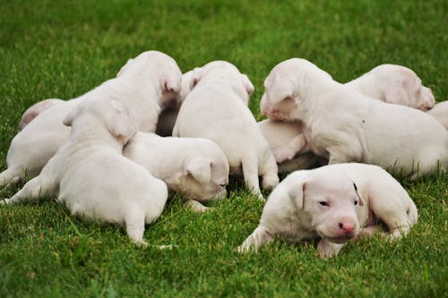 Kostenloses Stock Foto zu bezaubernd, gras, hunde