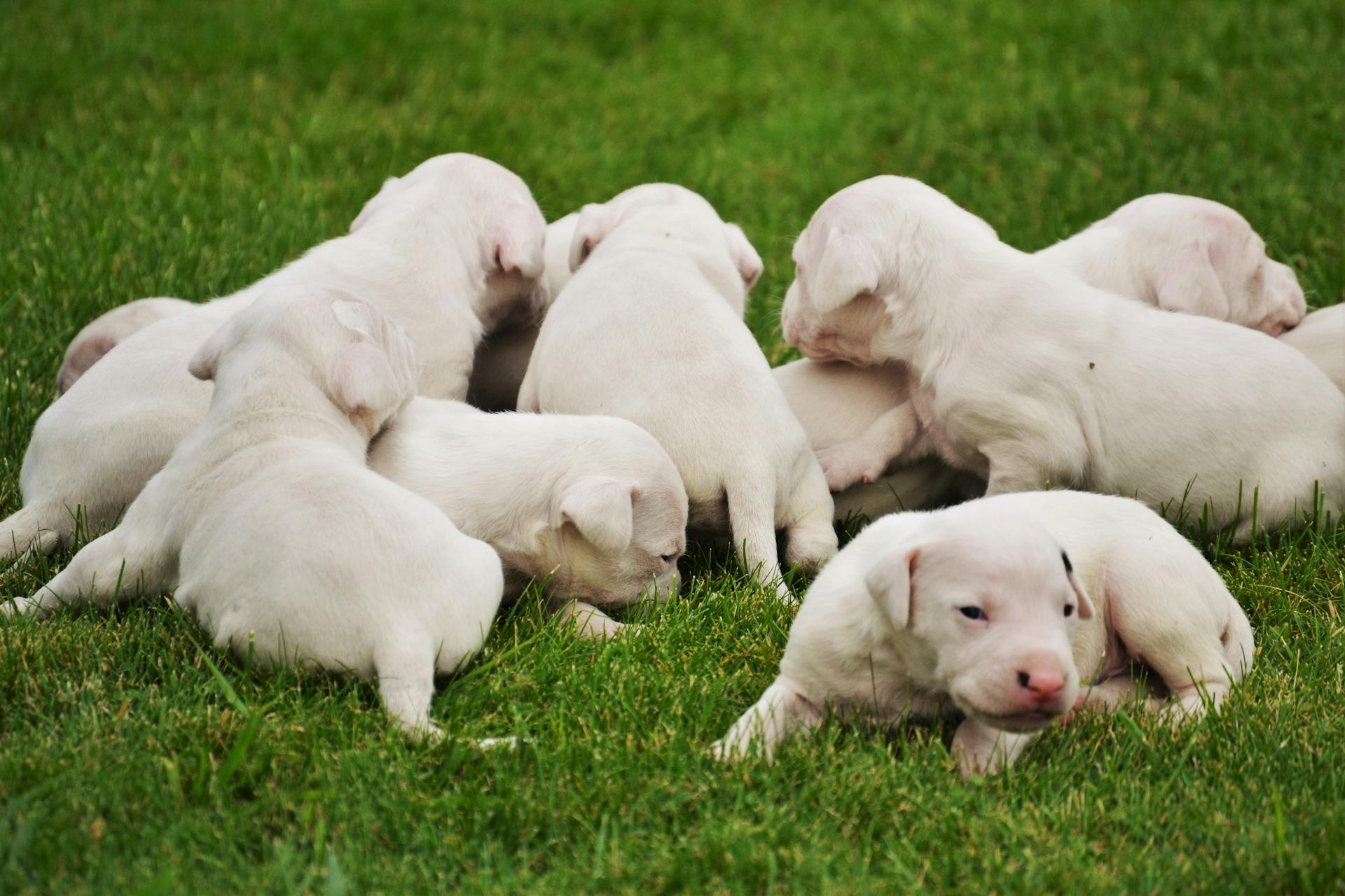 Photo of White Puppies on Grass