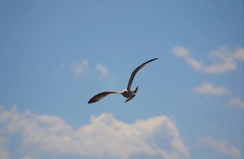 Free Photo of Bird Flying Stock Photo