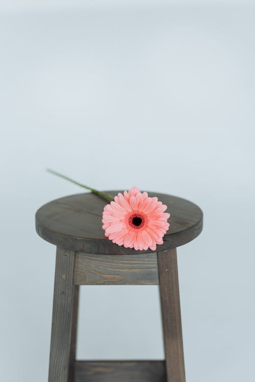Pink Flower on Brown Wooden Seat