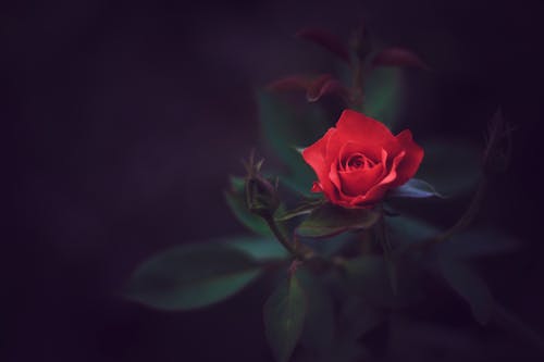 Free stock photo of beautiful flower, beauty in nature, dark background