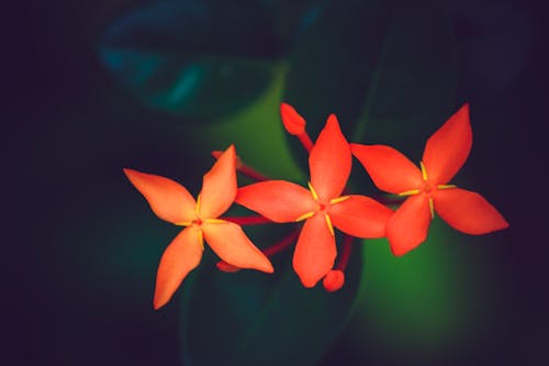 Foto d'estoc gratuïta de 2020 fons de pantalla, flor bonica, flors floreixen