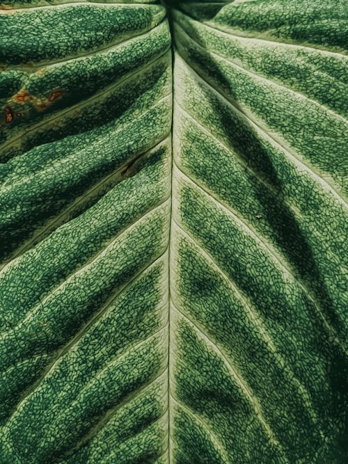 A Close-Up Shot of a Green Leaf