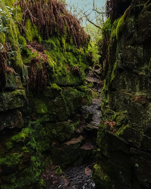 Foto d'estoc gratuïta de arbre, branques, cova