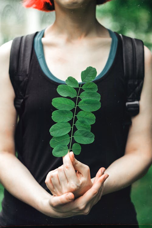 Free Person Holding a Stem with Green leaves Stock Photo