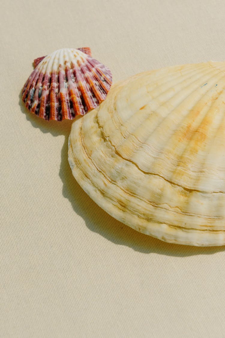 Close Up Of Shells On Sand