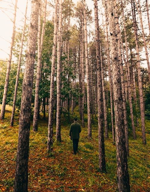 Gratis stockfoto met achteraanzicht, bomen, Bos