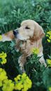 Content Golden Retriever with brown fur enjoying summer while lying on grassy lawn with yellow wildflowers
