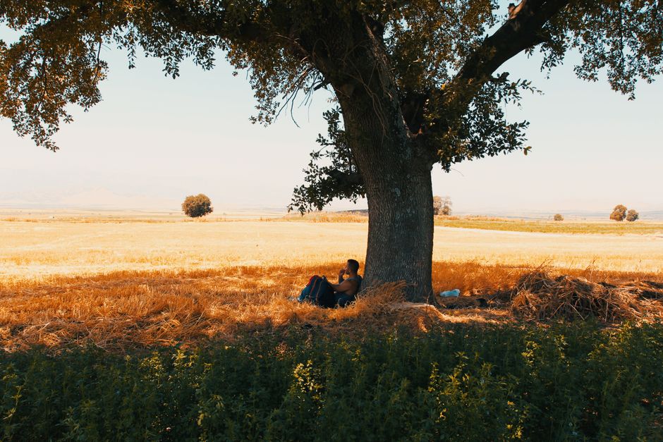 Un hombre está sentado bajo un árbol en un sereno campo rural cerca de Gaziantep, Turquía.