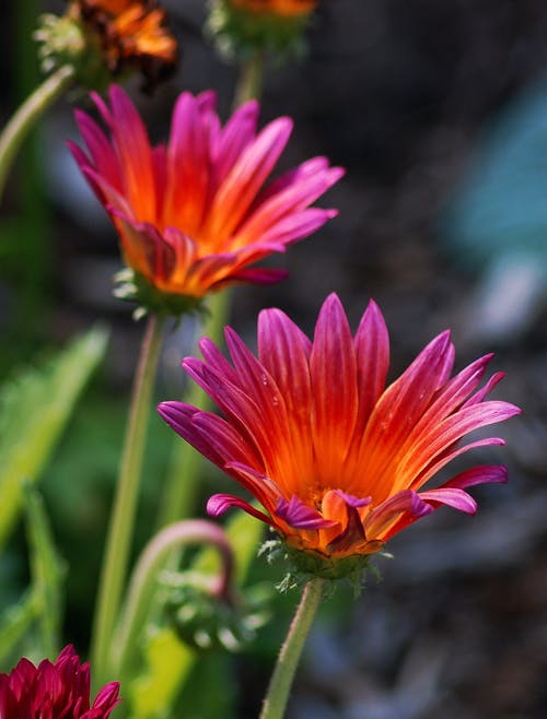 Immagine gratuita di avvicinamento, colorato, fiori rosa