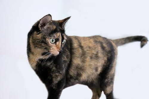 Free stock photo of animal, calico cat, cat Stock Photo