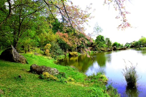 Immagine gratuita di acqua, alberi, calma