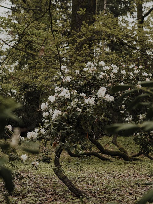 Free Picturesque scenery of tree with blooming white flowers growing in green forest in daytime Stock Photo