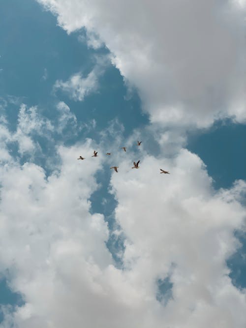 Free Flock of Bird in the Sky Stock Photo